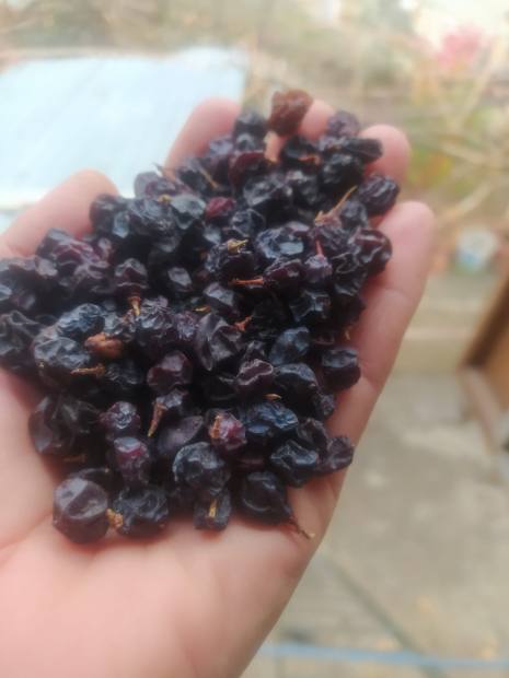 Kuru üzüm